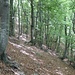Waldweg auf der italienischen Seite