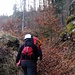 Der Wald schaut eher herbstlich bunt aus