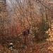 Der Wald schaut eher herbstlich bunt aus