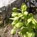 Hellébore Fétide, plante magique car elle reste verte toute l'année. Toxique, elle était utilisée à l'époque en psychiatrie