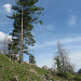 Jurawiese