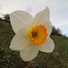 Narzisse (Narcissus poeticus)