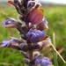 Gundelrebe (Glechoma hederacea)
