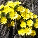 Frühlings-Adonisröschen (Adonis vernalis) 2