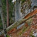 Hindernis mit Stacheln