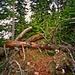 Kombihindernis: Barriere und Dickicht