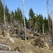 Gebiet mit schweren Waldschäden