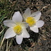 Frühlings-Anemonen  auf  2525 m