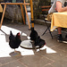 Zwei black hot chicken liefen die ganze Zeit auf der Terrasse herum.