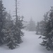 Der Schnee wird tiefer, und die Bäume werden kleiner je mehr man sich der Snĕžka / Śnieżka nähert. Leider wurde der Nebel auch immer dichter und es begann wieder an zu schneien!