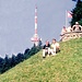 Felix und Karl am Pfänder (1064 m)
c ein Wanderer
