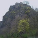 Die Burg "Hrad Střekov" bei Ústí nad Labem. Die Felsen sind mit seltsamen gelben Blumen bewachsen. Bei der Pflanze handelt es sich um das Felsen Steinkraut (Aurinia saxatilis). 