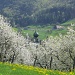 durch die blühenden Obstbäume hindurch sieht man den Kirchturm von Mümliswil
