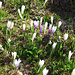 Abstieg in den Frühling. Nach der Schneeschmelze spriessen die Krokusse (Crocus albiflorus)