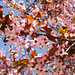 Spaziergang durch Poschiavo. Die japanischen Kirschen blühen.
