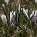 Krokusse bei Unterburgfeld