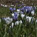 Krokusse bei Unterburgfeld