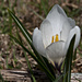 Krokusse bei Unterburgfeld