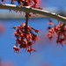 Spring has arrived in Akron<br /><br />(these are probably the blossoms of a red maple tree, I'm not 100% sure though)