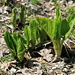 (Eastern) Skunk Cabbage (Symplocarpus foetidus), a foul smelling plant