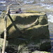A Canadian Goose or Canada Goose (Branta canadensis), breeding on a rock in the Cuyahoga River