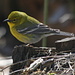 A nicer close-up of another bird: Most likely a male pine warbler (Kiefernwaldsänger, Dendroica pinus)<br /><br />picture taken at [http://www.mohicanstatepark.org/ Mohican State Park]