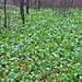 Bärlauch-Plantage (Allium ursinum)