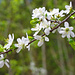 Schwarzdorn, auch Schlehdorn genannt (Prunus spinosa)