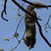A squirrel eating the blossoms of a tree (Eastern Gray Squirrel, Sciurus carolinensis). <br /><br />Picture taken a few days later in the same area