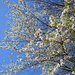 Frühling !