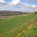 Blick vom Steinberg (Sackwald) auf die Waldberge jenseits des Leinetals