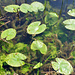 Meienriedloch: Grosse Teichrose (Nuphar lutea)