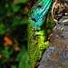 Smaragdeidechse. Ein farbenprächtiges Männchen, das man am bläulichen Kopf erkennt. Das Weibchen dagegen ist ganz in grün.