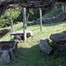Arcaici e preziosi cimeli davanti ad una baita zona Pian della Rossa