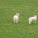 Wales - 5 Schafe auf einen Einwohner