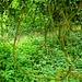 liane nel bosco