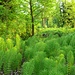 tappeto a pelo lungo nel sottobosco