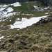 Steiler Aufstieg von der Alp Mutteli über die Gras-Schrofenrampe zur Schafwis