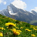 Löwenzahnwiese auf Alp Altstofel vor der Kulisse des Wildhuser Schafbergs