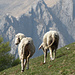 pecore all'alpe Graglio