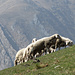 pecore all'alpe Graglio 2