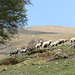 pecore all'alpe