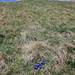 Blauer Enzian Mitte April auf ca. 1800m
