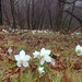 Nel sottobosco fiorisce una distesa di ellebori