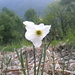 Wild daffodil / Poet's daffodil - Narciso selvatico