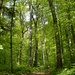 Passend zum Gründonnerstag: Wald in Frühlingsgrün kurz nach der Abzweigung vom Wanderweg