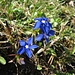 Frühlingsenzian (Gentiana verna)