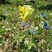 Wiesenschlüsselblume (Primula veris)