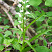 Waldvögelein (Cephalanthera longifolia)