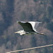 A grey heron (Fischreiher, Ardea cinerea)